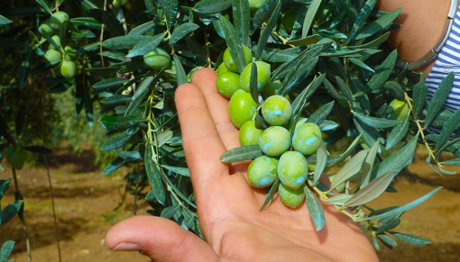 Olives on Tree in Sicily